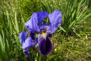 2023 04 29 Orgiano Iris germanica photo
