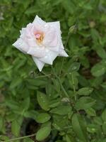 de cerca de blanco Rosa en un verano jardín. foto