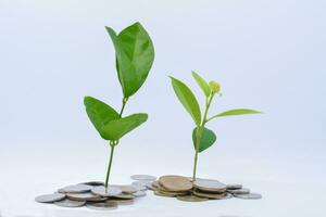 Tree growing on gold and silver coins , investing with small amounts of money coin savings photo