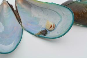 mussel shells isolated white background photo