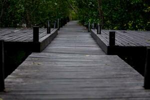 wooden bridge in mangrove forest Blue sky on a sunny day photo