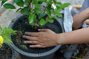 Woman planting plants in black plastic pots Use the soil for planting trees. photo