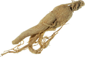 ginseng Couper en dehors sur transparent Contexte. png