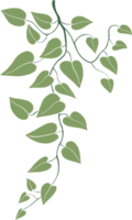 Simplicity ivy freehand drawing. png