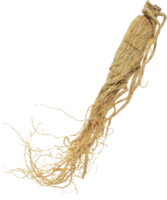 ginseng cut out on transparent background. png