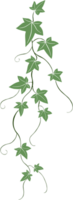 Simplicity ivy freehand drawing. png