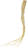 ginseng cut out on transparent background. png