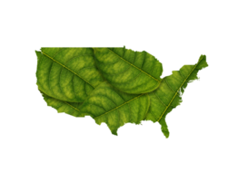 USA map made of green leaves ecology concept png