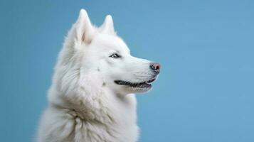 retrato de un blanco Samoyedo perro en un azul antecedentes. ai generativo foto