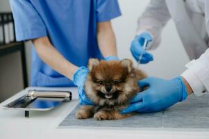 Two doctors are examining him. Veterinary medicine concept. Pomeranian in a veterinary clinic. photo