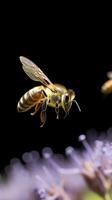 Close up of honey bee collecting pollen on purple flower isolated on black background. AI generative photo