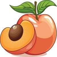 Apricot Fruit vector illustration, Prunus armeniaca, stone fruit stock vector image
