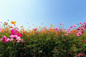 The cosmos flower background in the garden is planted as an ornamental plant for those who like to take pictures with cosmos flowers to take a memorial photo in the vast field of cosmos flowers.