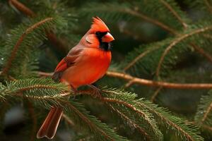 Northern Cardinal on a spruce branch. AI generative photo