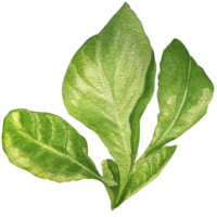 verde hierbas clipart colocar. png