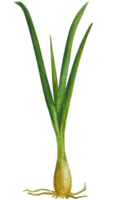 vert herbes clipart ensemble. png