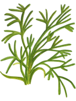 verde erbe aromatiche clipart impostare. png