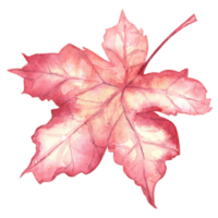 Aquarell Herbst Essen Clip Kunst. Aquarell fallen Kürbisse einstellen auf Weiß Hintergrund. Herbst Ernte Clip Art. Bauernhof gesund Lebensmittel. Party Dekoration. Pflanze Blumen- Design. Hand gemalt Illustration png