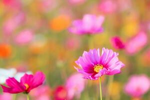 The cosmos flower background in the garden is planted as an ornamental plant for those who like to take pictures with cosmos flowers to take a memorial photo in the vast field of cosmos flowers.