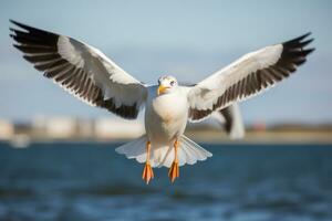 Seagull in flight Closeup of a seagull in flight AI generative photo