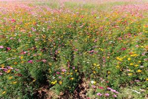 The cosmos flower background in the garden is planted as an ornamental plant for those who like to take pictures with cosmos flowers to take a memorial photo in the vast field of cosmos flowers.