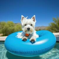 West highland white terrier White Terrier outdoors in pool AI Generated photo