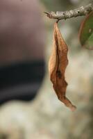 Photo of dried leaves that have withered brown due to drought.