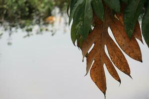 Photo of dried leaves that have withered brown due to drought.