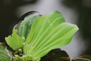 photo of fresh leaves in the morning exposed to morning dew