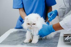 hembra veterinario médico utilizando estetoscopio para linda gatito y limpiar animal orejas en animal hospital o foto