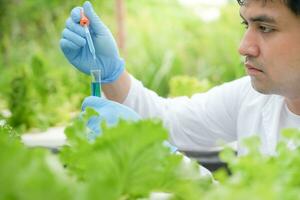 Organic farming, salad farm. Science farmers are checking water conditions during planting, checking for pesticide residues. Hydroponics vegetable, Ecological Biological, Healthy, Vegetarian, ecology photo