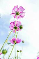 The cosmos flower background in the garden is planted as an ornamental plant for those who like to take pictures with cosmos flowers to take a memorial photo in the vast field of cosmos flowers.