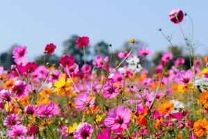 The cosmos flower background in the garden is planted as an ornamental plant for those who like to take pictures with cosmos flowers to take a memorial photo in the vast field of cosmos flowers.