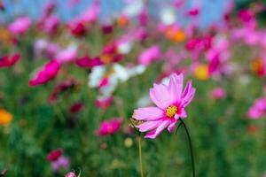 el cosmos flor antecedentes en el jardín es plantado como un ornamental planta para esos quien me gusta a tomar imágenes con cosmos flores a tomar un monumento foto en el vasto campo de cosmos flores