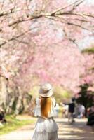 woman walking cherry blossom path to see beautiful scenery of pink cherry blossoms along road blessed in winter. woman travel journey along path of beautiful pink cherry blossoms in full bloom blessed photo