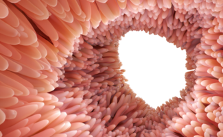 3d renderen medisch accuraat illustratie van darm villi. rood microvilli in een darm kanaal orgaan van de gastro-intestinaal spandoek. geïsoleerd transparant PNG