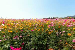 The cosmos flower background in the garden is planted as an ornamental plant for those who like to take pictures with cosmos flowers to take a memorial photo in the vast field of cosmos flowers.