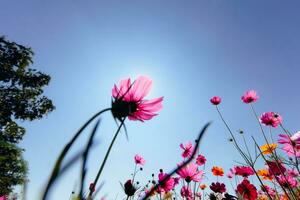 el cosmos flor antecedentes en el jardín es plantado como un ornamental planta para esos quien me gusta a tomar imágenes con cosmos flores a tomar un monumento foto en el vasto campo de cosmos flores