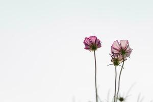 The cosmos flower background in the garden is planted as an ornamental plant for those who like to take pictures with cosmos flowers to take a memorial photo in the vast field of cosmos flowers.