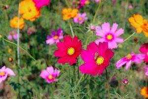 el cosmos flor antecedentes en el jardín es plantado como un ornamental planta para esos quien me gusta a tomar imágenes con cosmos flores a tomar un monumento foto en el vasto campo de cosmos flores