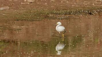 grote zilverreiger dier video