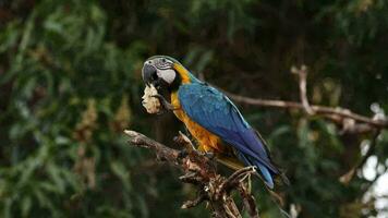 Adult Blue and yellow Macaw video