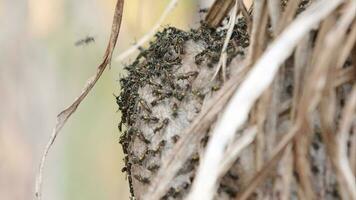 Nest of Long-waisted Honey Wasps video