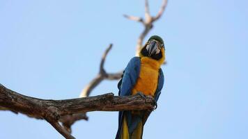 Adult Blue-and-yellow Macaw video