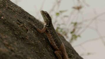 Small ground lizard video