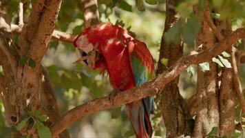 adulte rouge et vert ara video