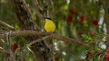 Boat billed Flycatcher Animal video