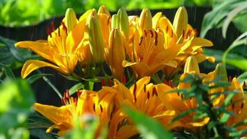 gotas de lluvia en los pétalos de un lirio amarillo de flores, cámara lenta video