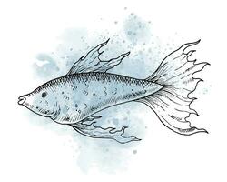 Graphic Drawing of Guppy Fish with watercolor spot. Hand drawn illustration of underwater sea animal in outline style on isolated background. Marine sketch painted by black inks. Ocean etching. vector