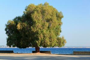 Scenic seafront with empty benches and green tree photo